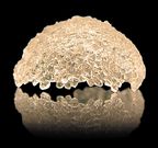 Биологический Lego