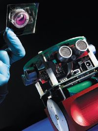 Иллюстрация: The University of Reading