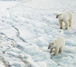 ПРОЕКТ РОТАКС имеет несколько уязвимых точек, и первая из них физического свойства: если обрыв кабеля произойдет в зимний период, то в сложной ледовой обстановке ремонтные работы, вероятнее всего, провести не удастся, что повлечет за собой финансовые и репутационные потери новой магистрали 