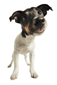 Каждой собаке — чип