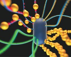 живые материалы