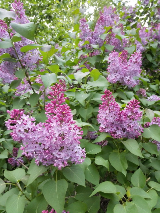 Обзор смартфона Huawei Ascend P7: китайский марш-бросок в первый эшелон