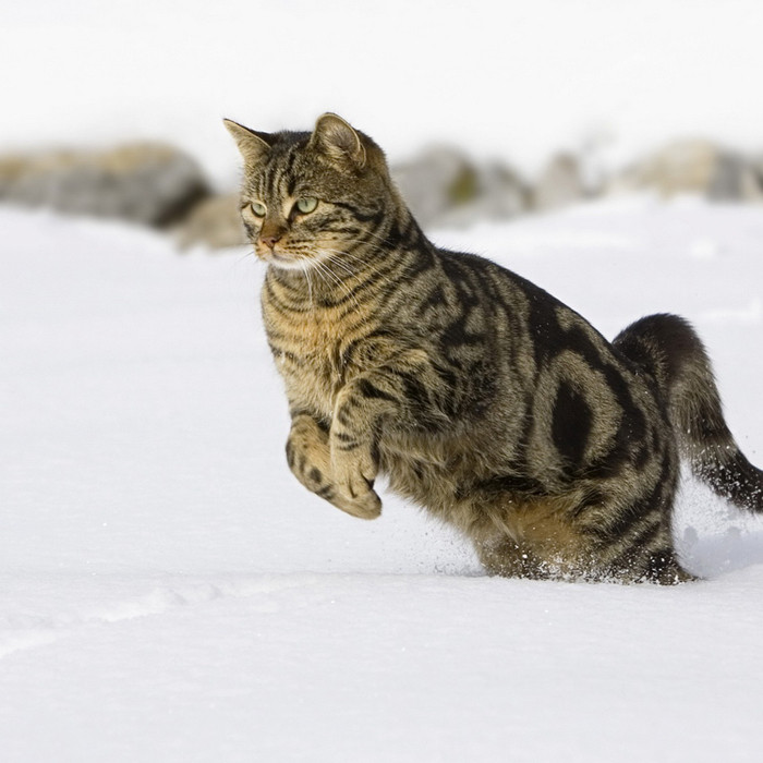 iPhone нельзя Android, или Размышления об уникальность Apple на фоне финансовых катаклизмов