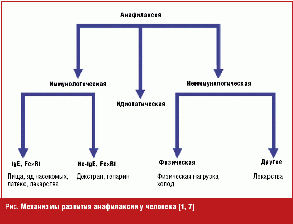 Схема патогенеза анафилактического шока