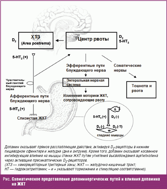 Допамин механизм действия. Дофаминовые рецепторы в ЖКТ. Дофамин механизм действия. Механизм действия допамина. Действие дофамина на ЖКТ.
