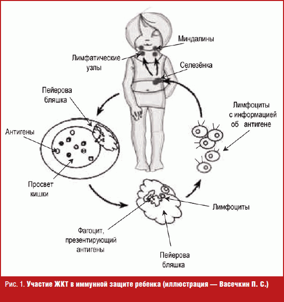 Иммунная карта жкт