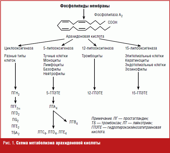 Цикл арахидоновой кислоты схема