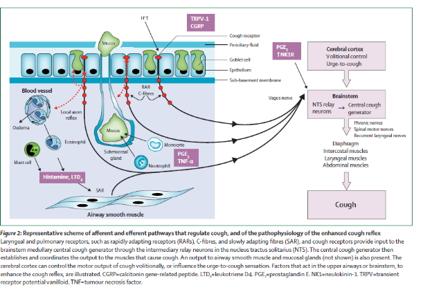 Схема кашлевого рефлекса