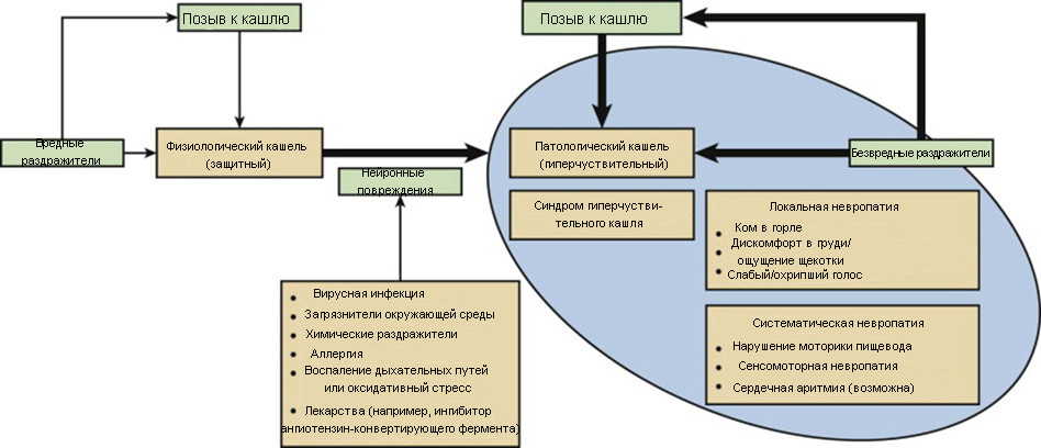 Схема лечения кашля у взрослых