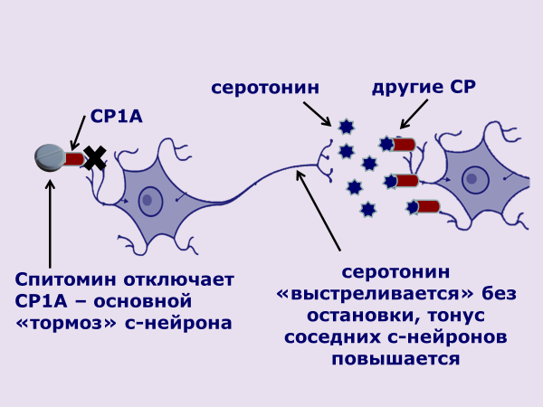 Спитомин схема приема