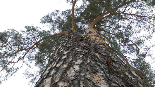 Мобильное фото