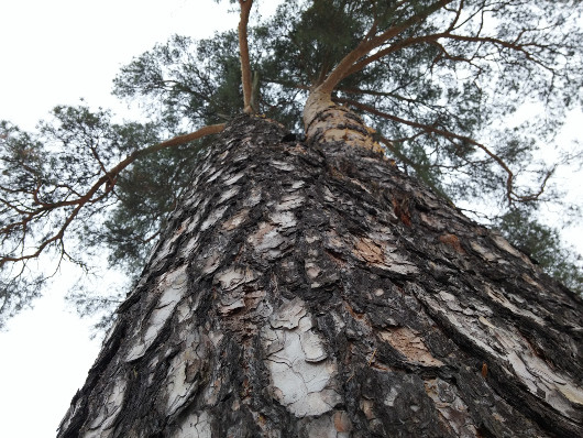 Мобильное фото