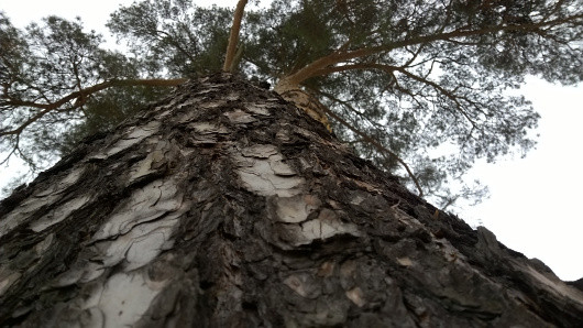 Мобильное фото