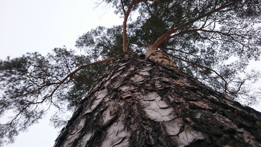 Мобильное фото