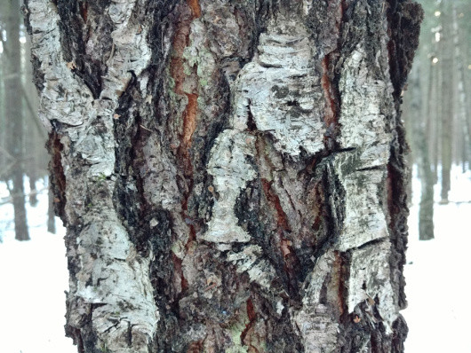 Обзор смартфона Motorola Moto X Play: Дорогой игрок