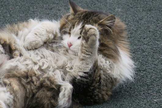 Цифровые фотокамеры: По пути эволюции