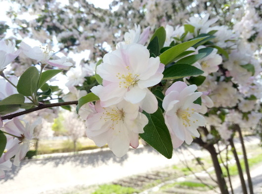 Meizu M3 Note: Как iPhone, но симпатичнее