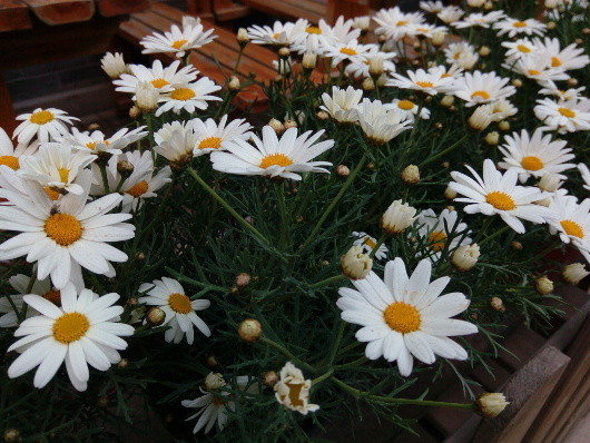 Honor 4C Pro: Честный китайский бюджетник