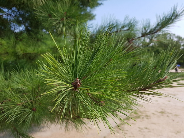 Samsung Galaxy Note 7: Посмотри в глаза