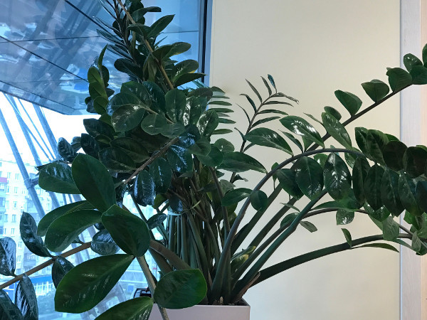 iPhone 7 Plus: Для широких народных масс