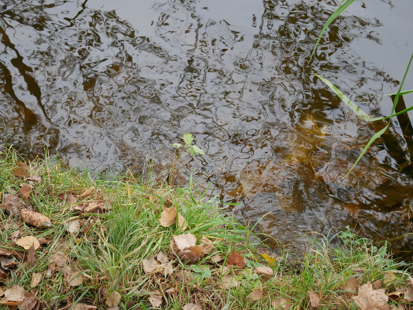 Цифровые фотокамеры: Естественный отбор