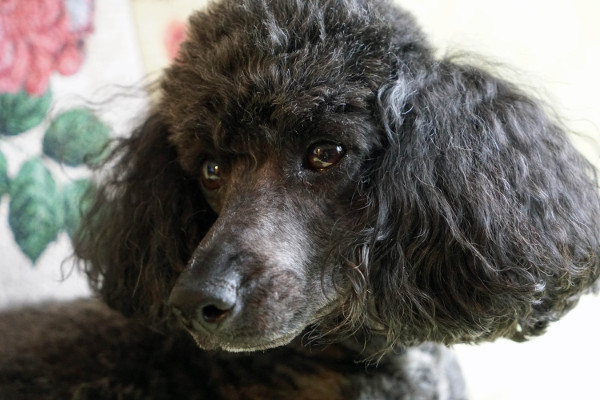 Цифровые фотокамеры: Естественный отбор