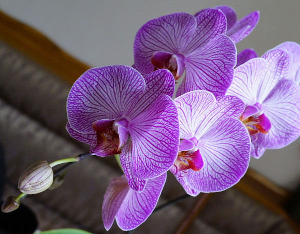 Цифровые фотокамеры: Естественный отбор