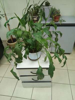 качество снимков 3