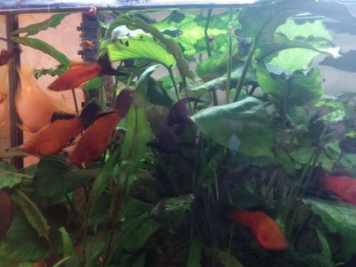 Обзор смартфона Bond BQ-5022