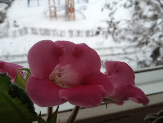 Мобильная замена недорогой фотокамере