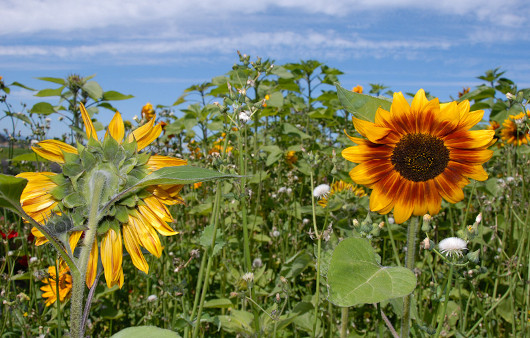 Цветы: искусство съемки