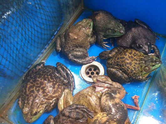 Поднебесный блог. Так много всего…