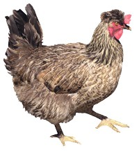 Куриная слепота