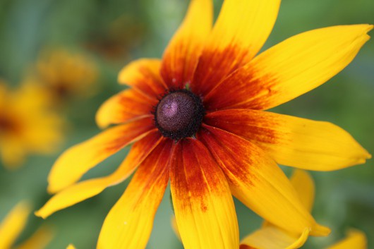 Удачное обновление в линейке EOS