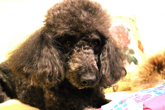 Не смартфон, но фотокамера