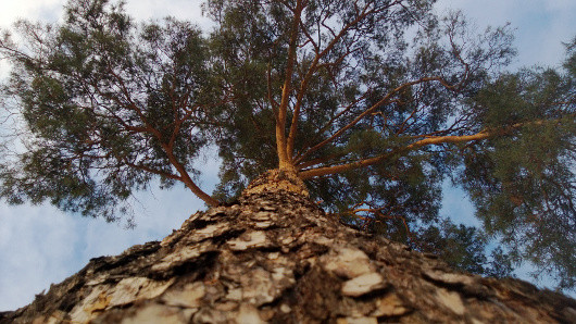 Мобильная картинка