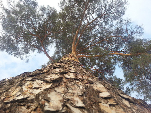 Мобильная картинка