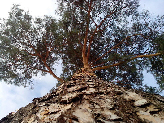 Мобильная картинка