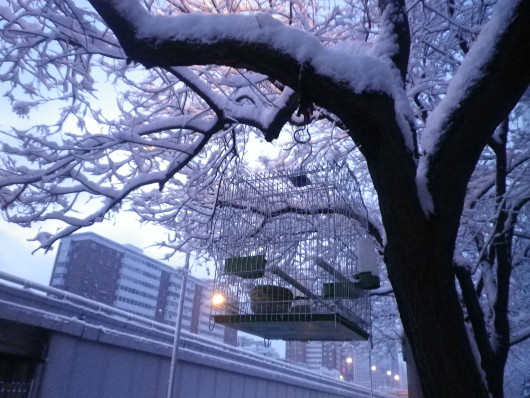 Поднебесный блог. Связь с родиной