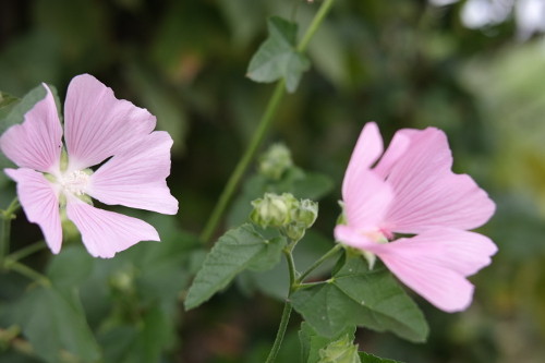 Общительная камера Samsung