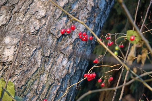 Беззеркальный вариант
