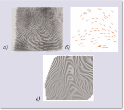 Рис. 4. Пример получения биометрической черты методом обратной инженерии соответствующего биометрического шаблона: а — оригинальный снимок отпечатка; б — информация о линиях шаблона, извлеченная из снимка отпечатка; в — образ отпечатка, реконструированный с использованием только информации о линиях