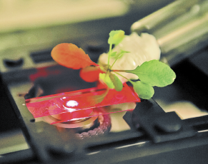 Благодаря нанотехнологиям растения обретают сверхспособности