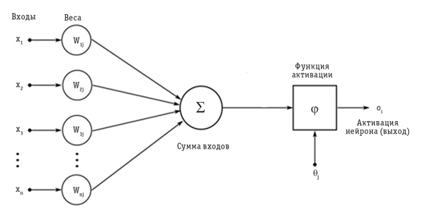 Рис. 1. Компоненты нейрона