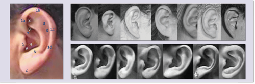 Биометрическое распознавание по ушам