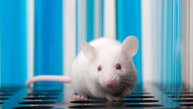 Ученым удалось полностью устранить ВИЧ из клеток мышей