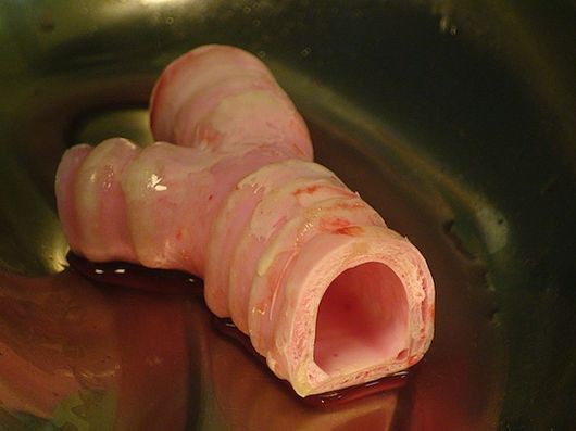 Фото: Harvard Bioscience