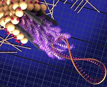 Иллюстрация: Matt Klug, MIT Biomolecular Materials Group