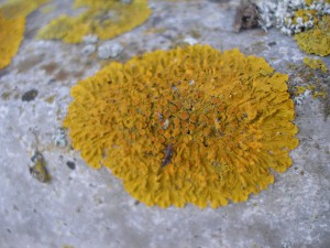 лишайник открытый космос МКС