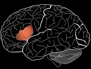 В Институте мозга Патрика Макговерна при МТИ у лингвистического центра головного мозга обнаружена еще одна функция